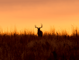 Nebraska Hunting Regulations 2026: Deer Permit Limits Tighten as Mountain Lion Zones Expand in Niobrara and Wildcat Hi…