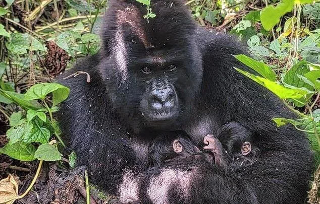 Rare Mountain Gorilla Twins Born in Congo!