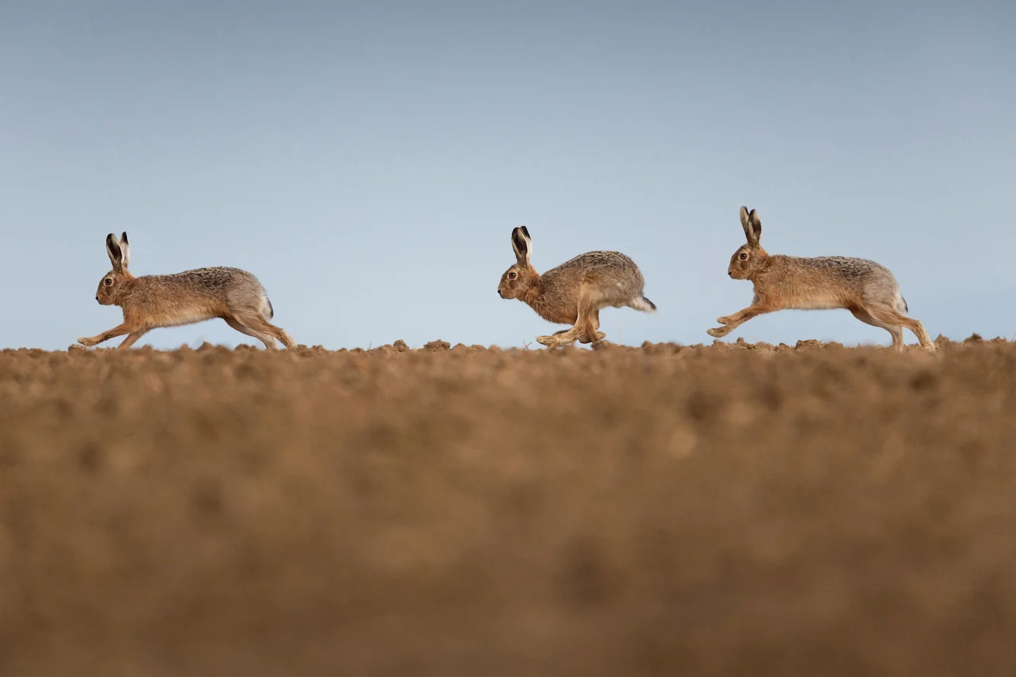 Explore the unique challenges and rewards of hunting desert hare in Morocco's Drâa Valley