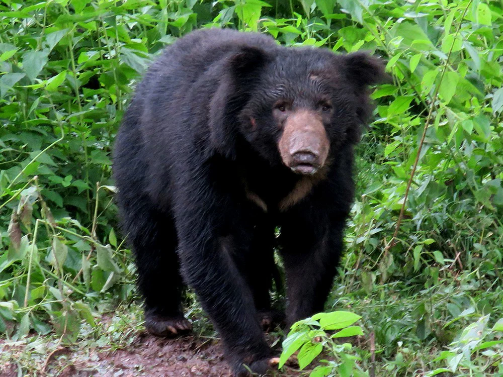 Orso bradipo
