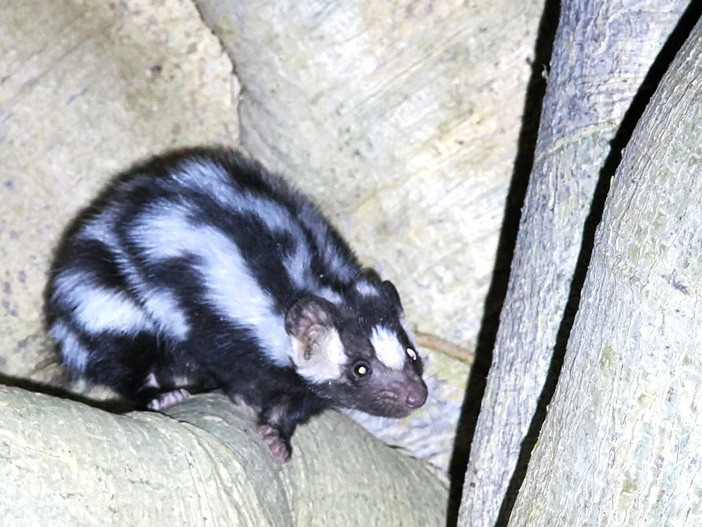 Photo of Weslike gevlekte stinkdier (Spilogale gracilis)