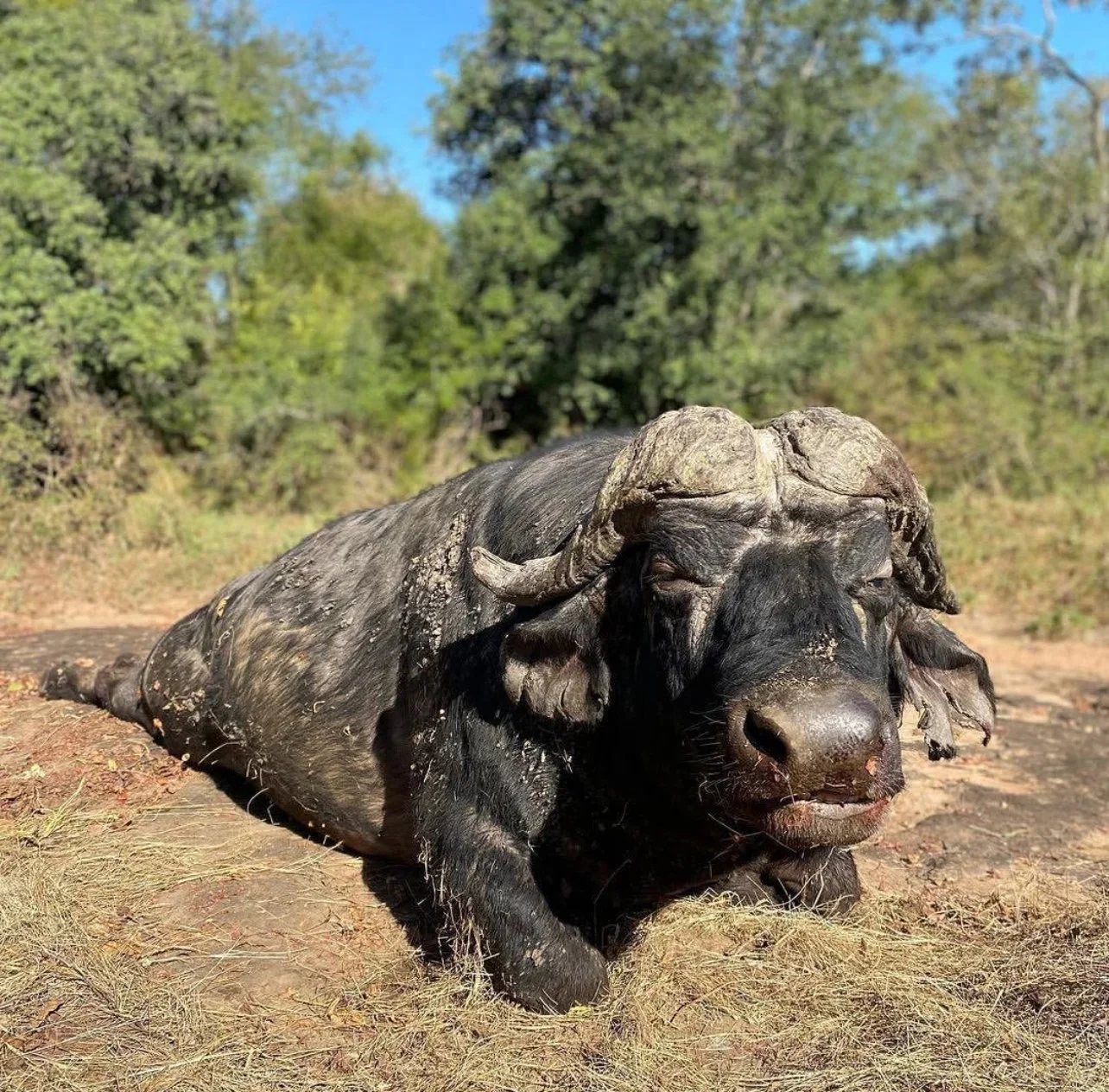 African hunting stories added 1 photo
