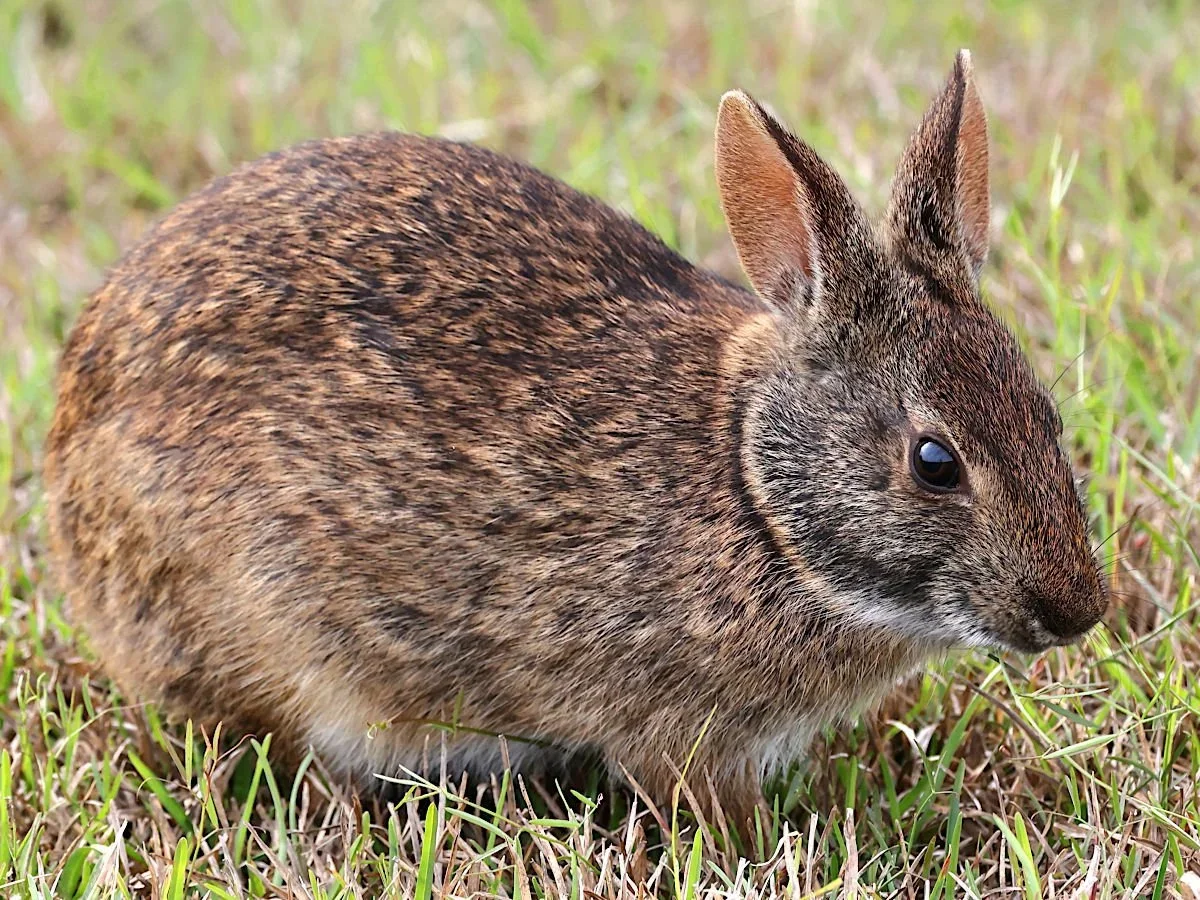 Photo of Moeraskonyn (Vleikonyn) (Sylvilagus palustris)