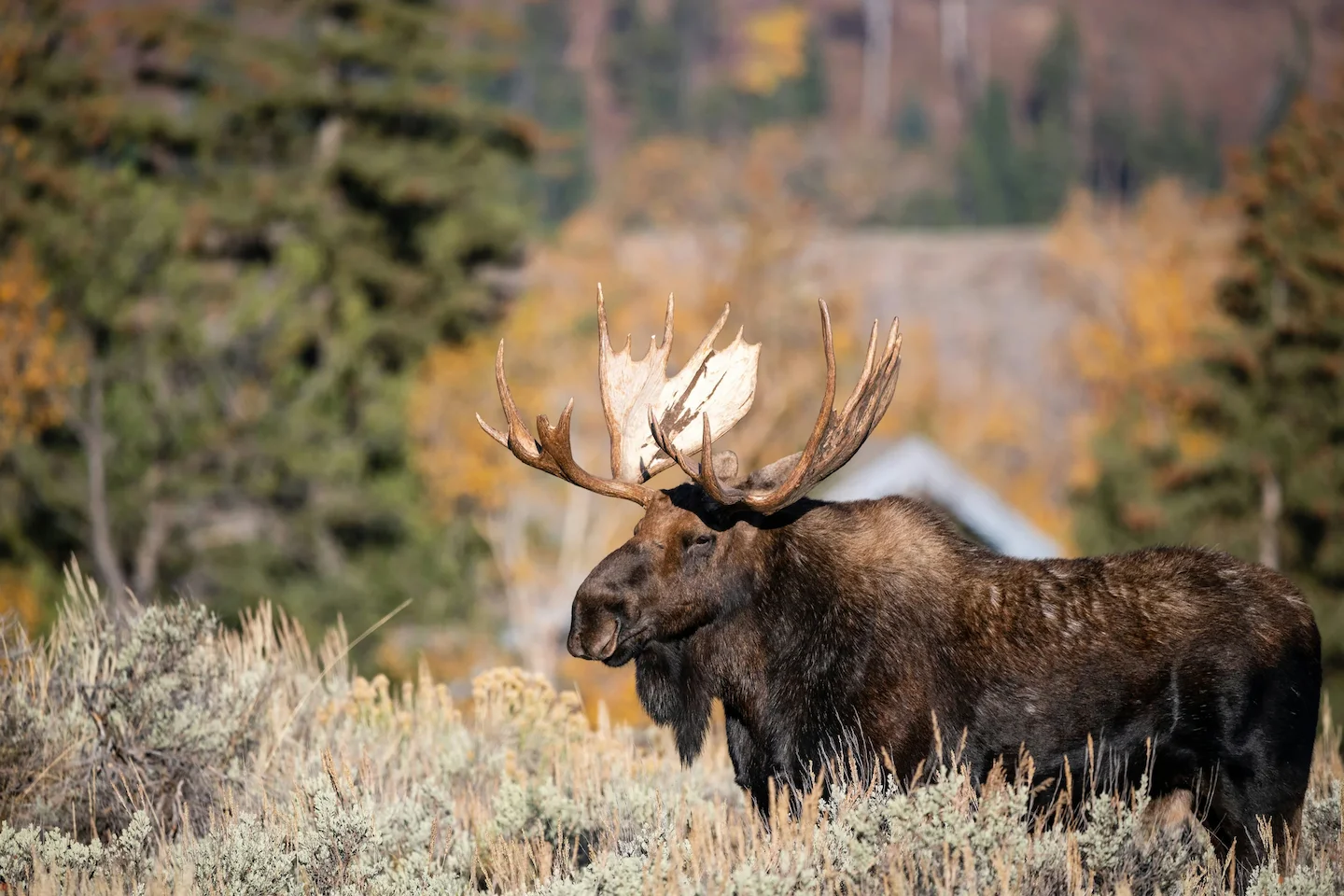 Ontario Trio Fined $20,000 for Moose Hunting Violations in Northern Ontario