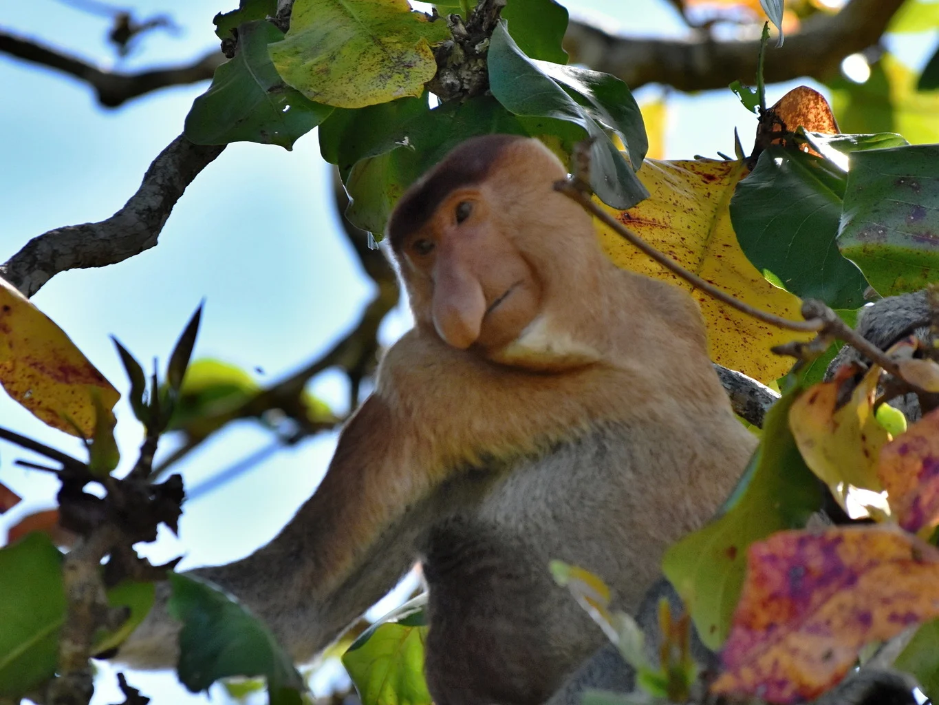 Photo of Proboscis Monkey (Nasalis larvatus)