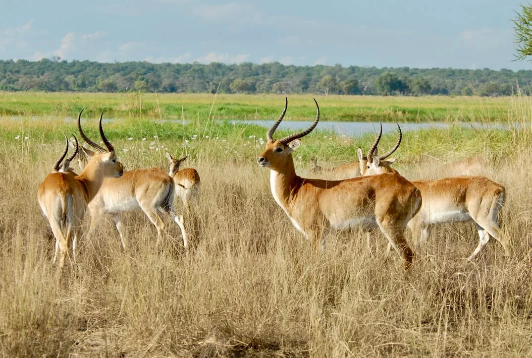 The hunting pause in Namibia allows wildlife populations to thrive, ensuring the long-term sustainability of the sector