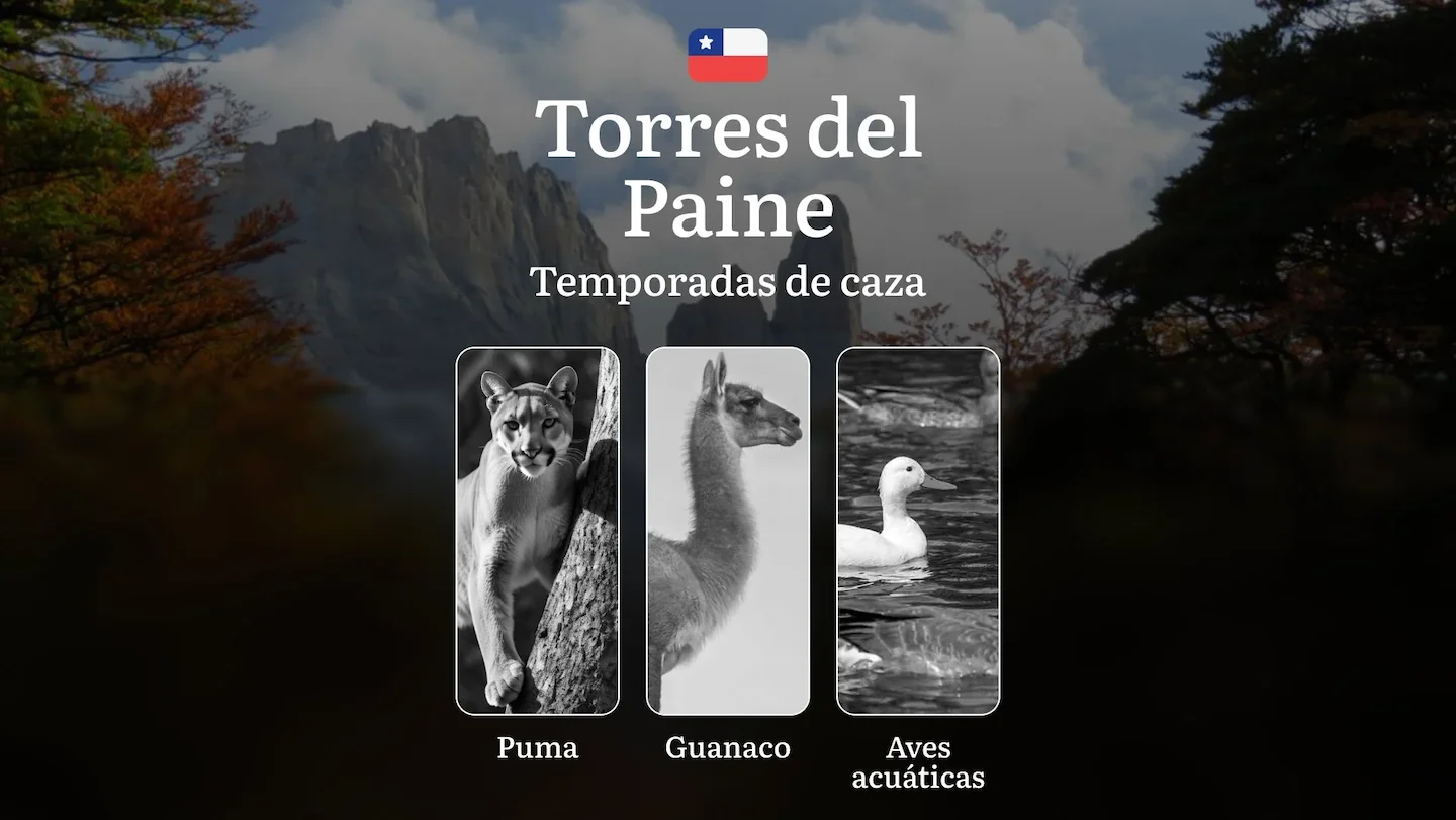 La región de Torres del Paine, Chile: temporadas de caza, épocas, reglas y recomendaciones para cazadores experimentados…