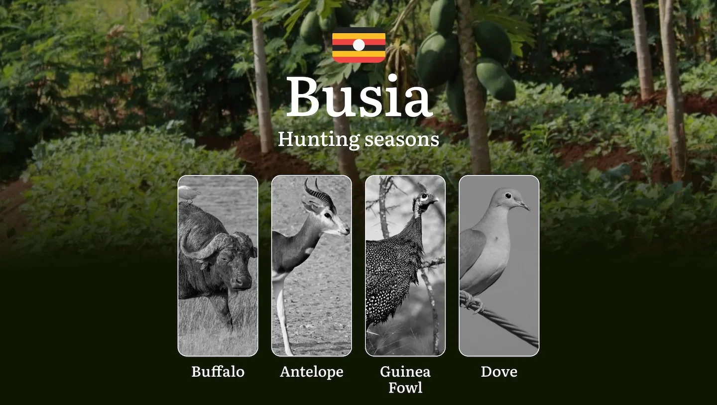Seasonal Hunting Periods in Busia: Limits and Seasonal Prohibitions, Licensing Conditions, Fines and Legal Effects of No…