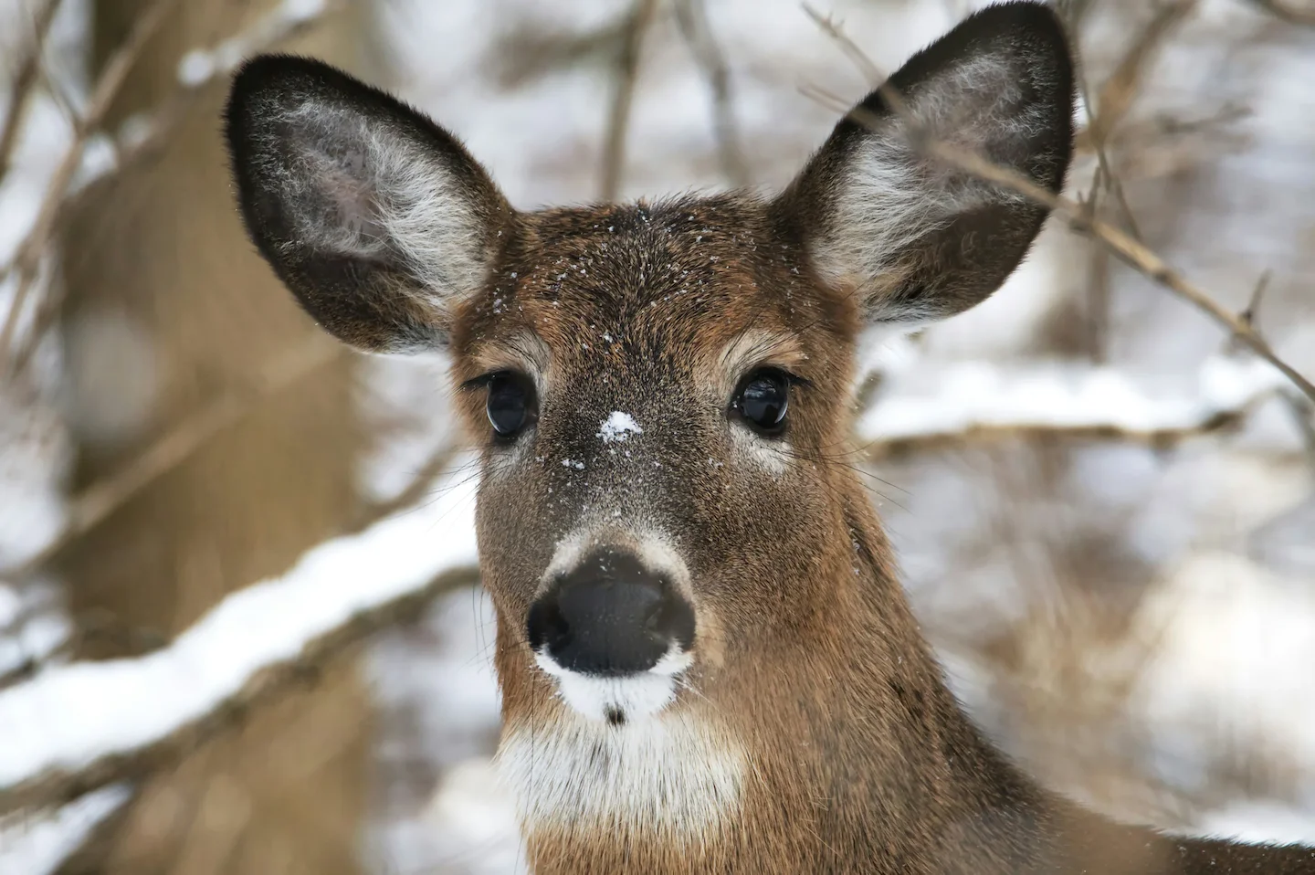 Hunters in B.C.’s Okanagan Worry About Potential Case of Chronic Wasting Disease