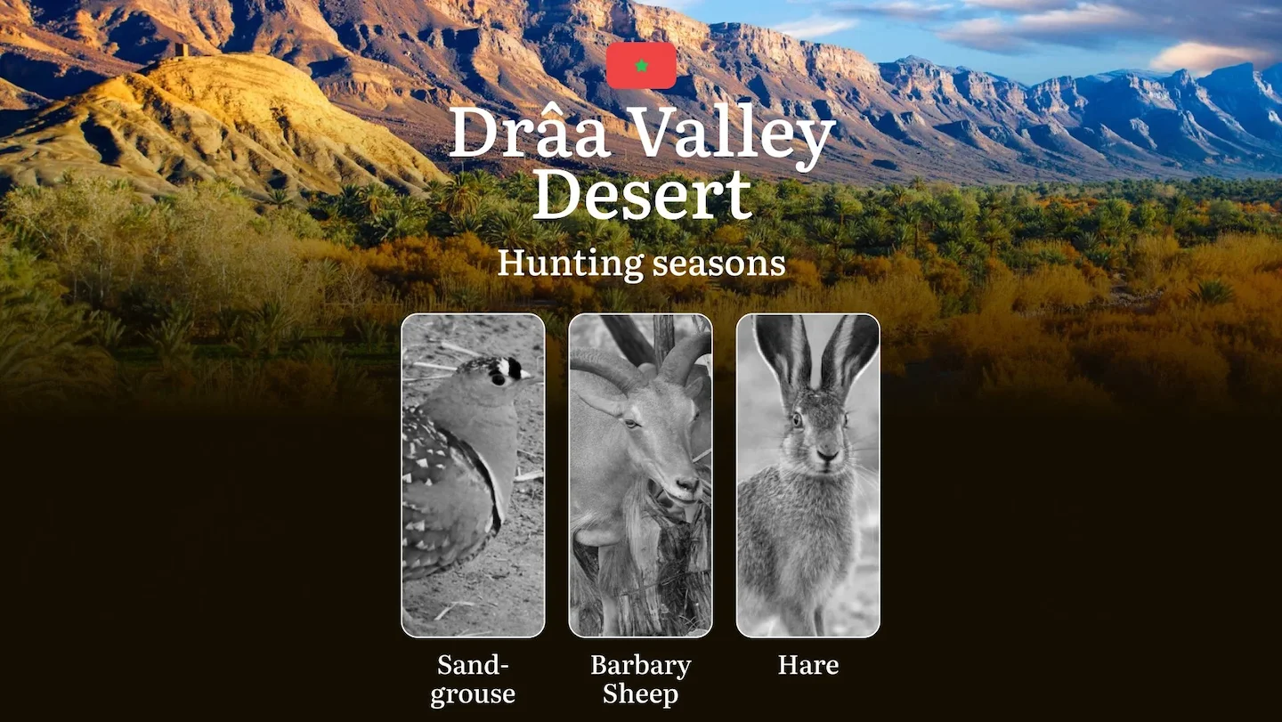 Hunting Seasons in Dakhla Desert: Regulations, Permits, and Time for Hunting, Documents and Organizations