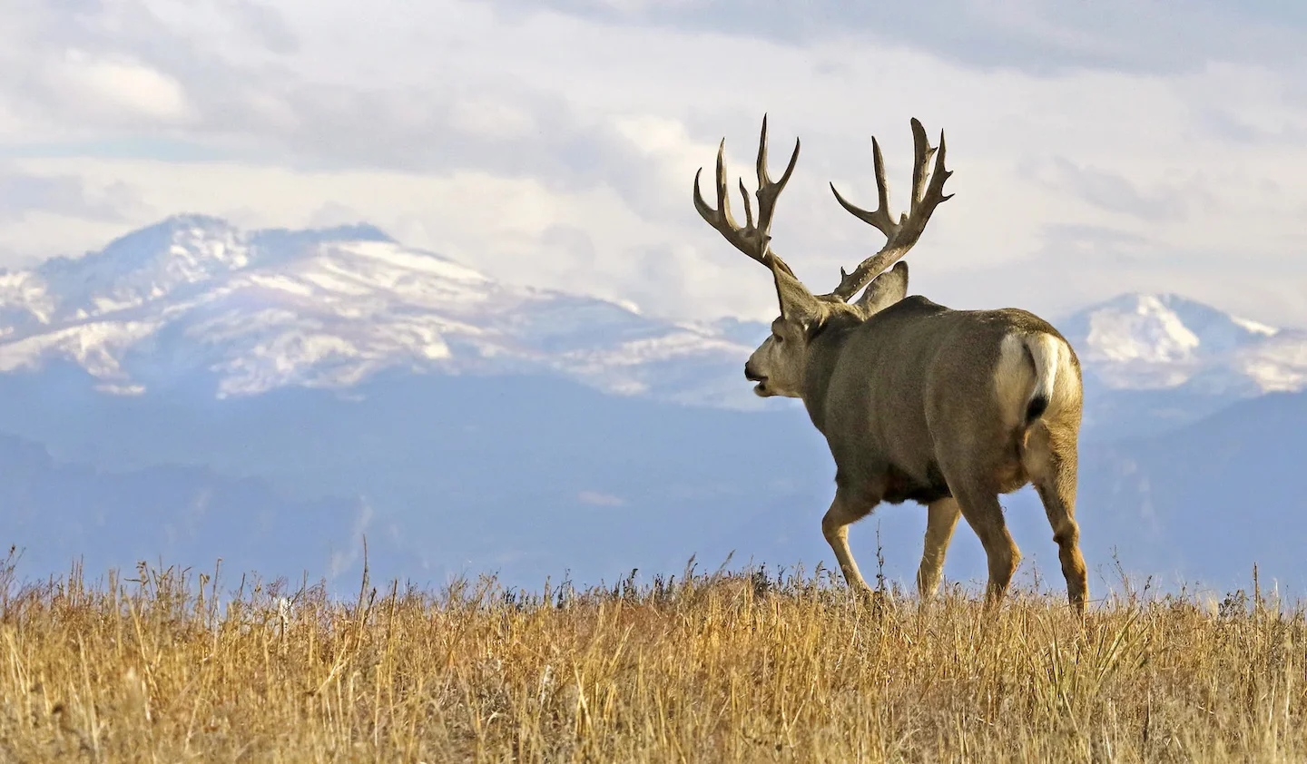 High Country Deer Hunting: The Unique Thrill of hunting, Demographics, Legislation System, Associations and Clubs, Laws…