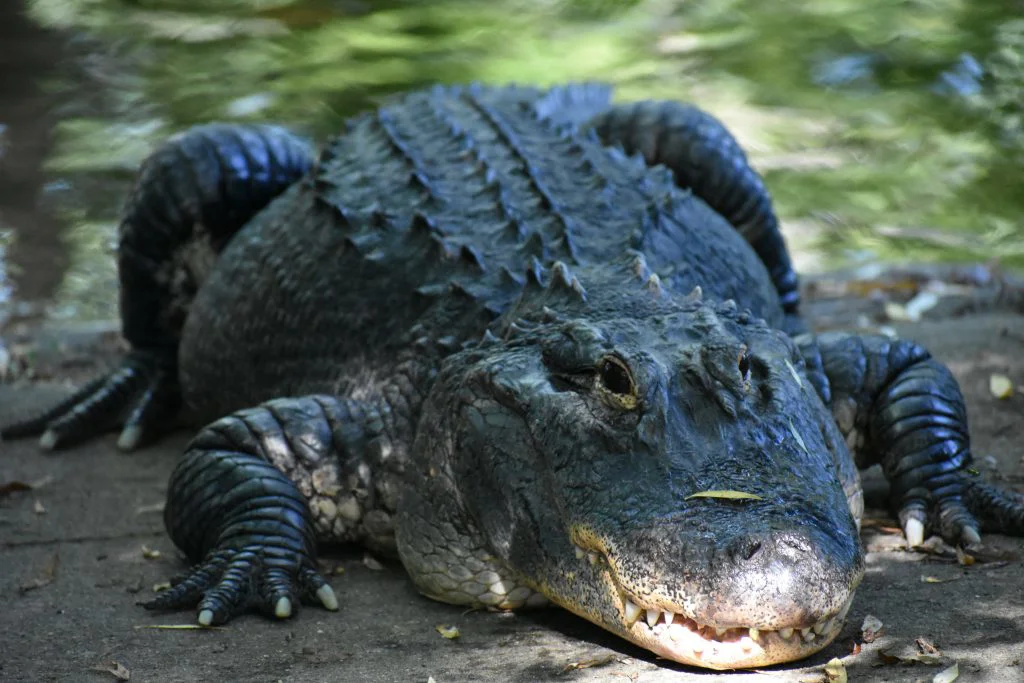🐊 South Carolina Alligator Hunting Lottery 2026: SCDNR Opens Applications