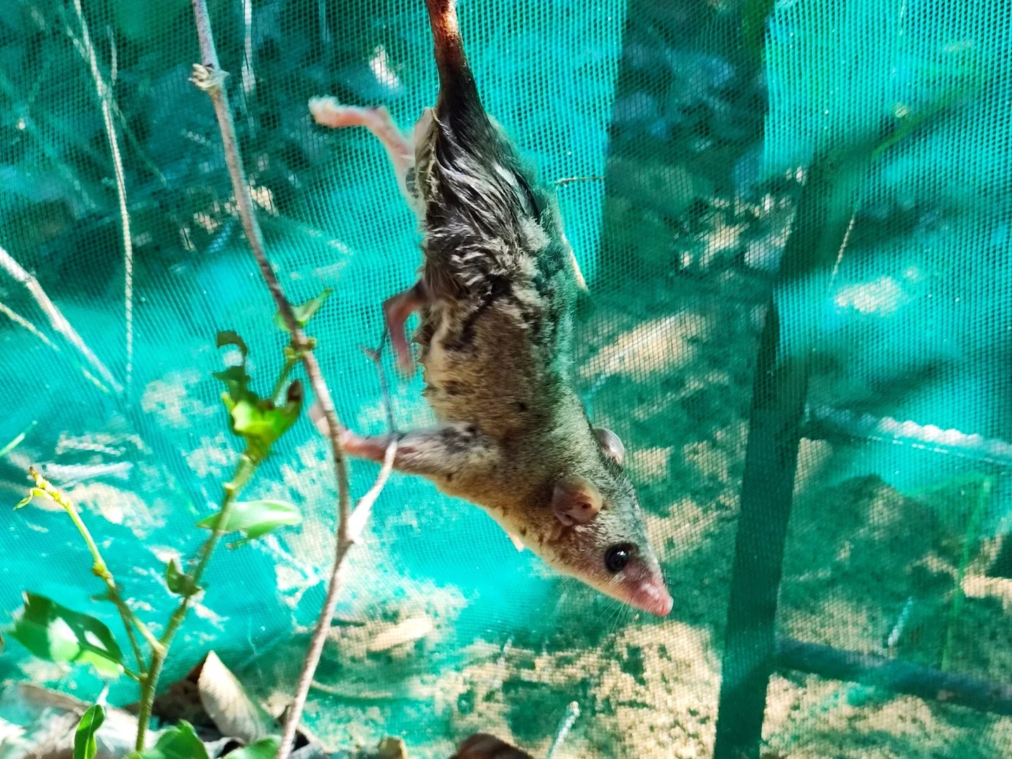 Photo of Dwerghardstert-buidelrot (Thylamys velutinus)