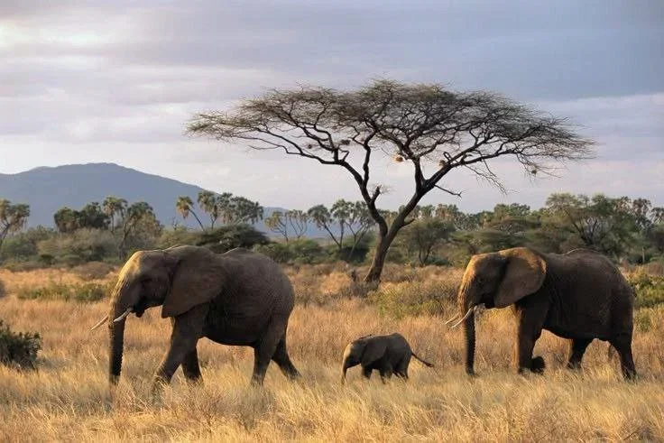 Beyond the Parks: How Safari Hunting Conserves More African Wilderness Than Protected Areas