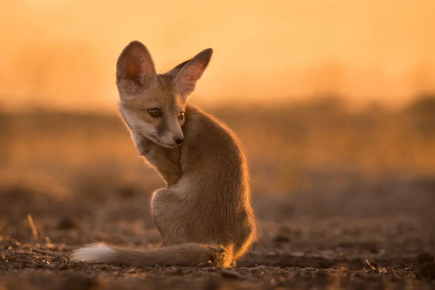 Guelmim Desert Fox Hunting: Legislation, Laws, Seasons and Geography