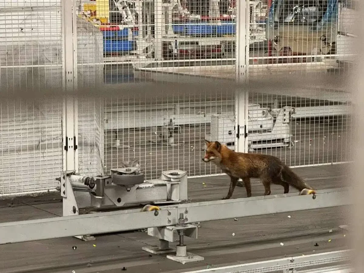 Sochaux: un renard s'invite dans l'usine Stellantis et sème la surprise parmi les ouvriers