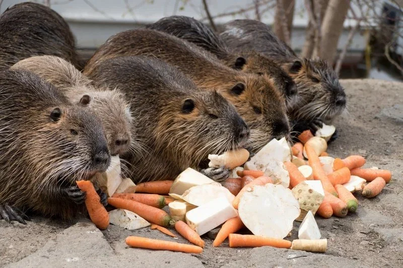 Lombardia: Stanziati 80.000 Euro per l'Eradicazione delle Nutrie nel Mantovano