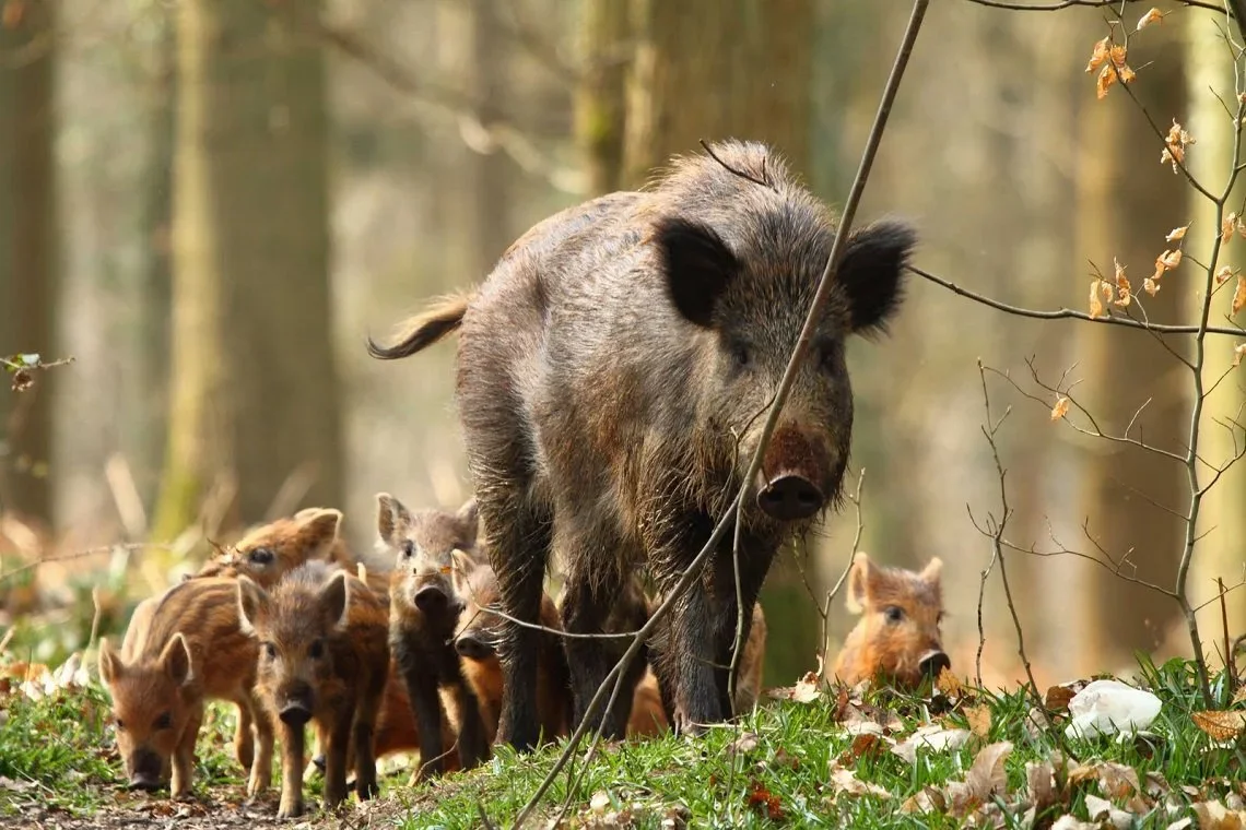 Jagd im Bezirk Entlebuch (Kanton Luzern), Schweiz: Merkmale, Jagdgesellschaft, Jagdstrategien, Jagdmethoden, Jagdzeiten,…