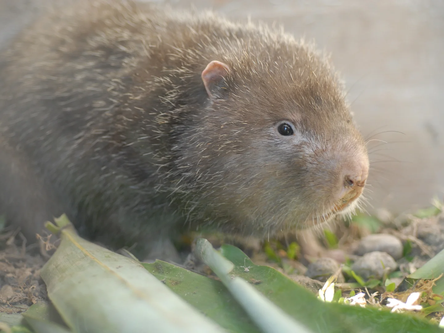 Photo of Chinese bamboorot (Rhizomys sinensis)