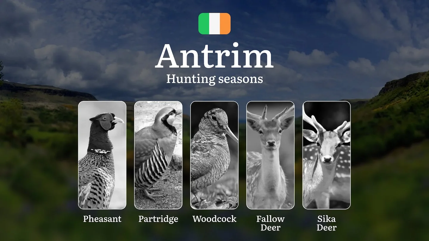 When the Land Stirs: A Deep Dive into Hunting  Calendar, Seasons, Wildlife Cycles, and Tradition in County ANTRIM