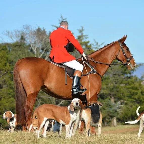 Marmelo Finds New Purpose: From Melbourne Cup Hero to Thriving Hunting Horse and Sire