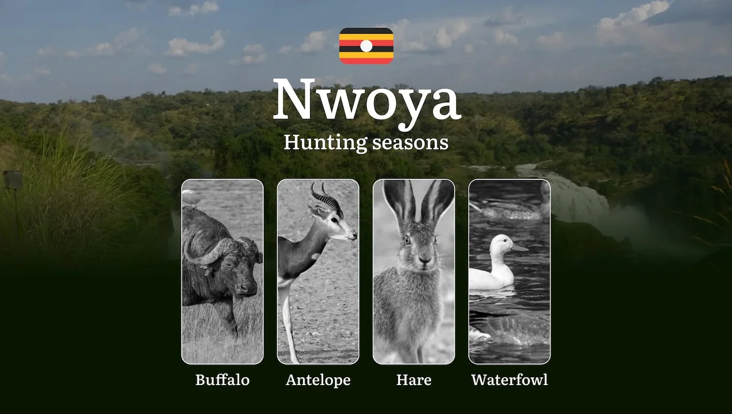Nwoya: Hunting Activity Periods, Protected Species and Seasonal Restrictions, Obtaining a License, Penalties That Affect…