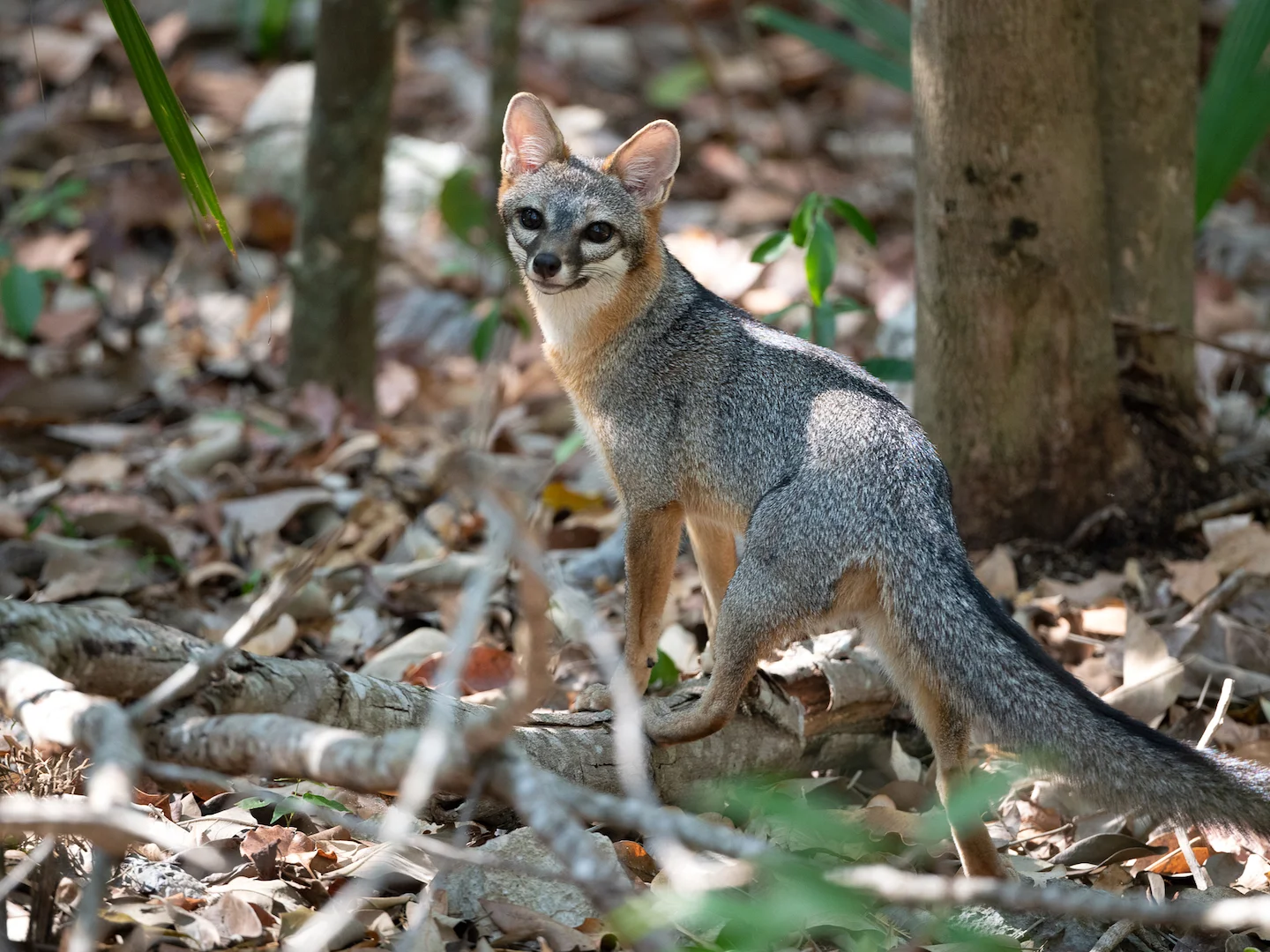 Photo of Grysvos (Urocyon cinereoargenteus)
