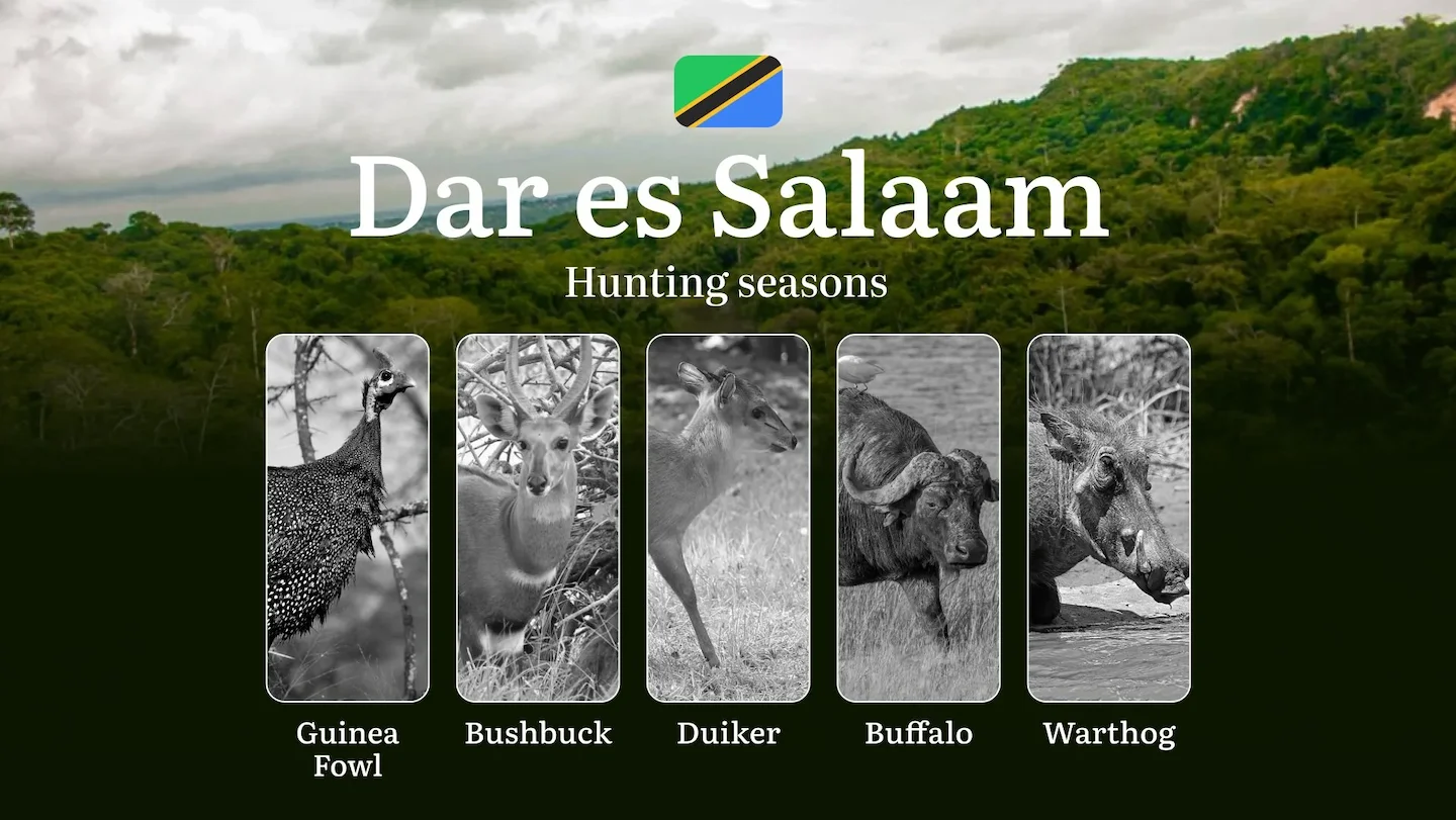 Hunting Periods and Permits in Dar es Salaam: A Detailed Look at Game Movement Throughout the Year, Seasonal Limits, and…
