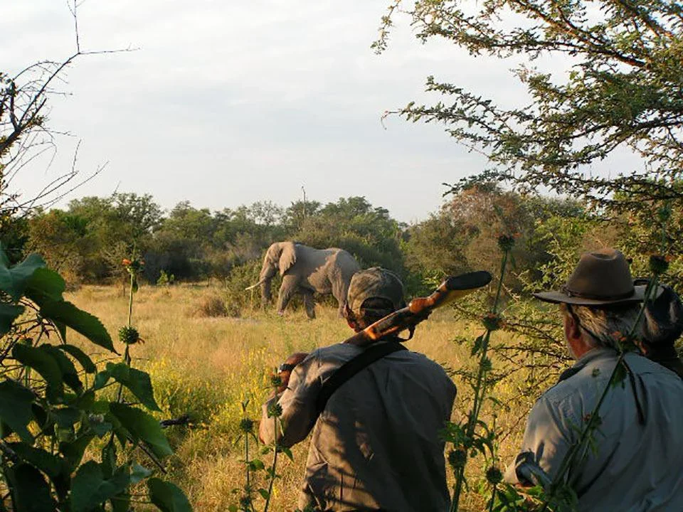 Three individuals were arrested in connection with the illegal hunting of an elephant in Omusati