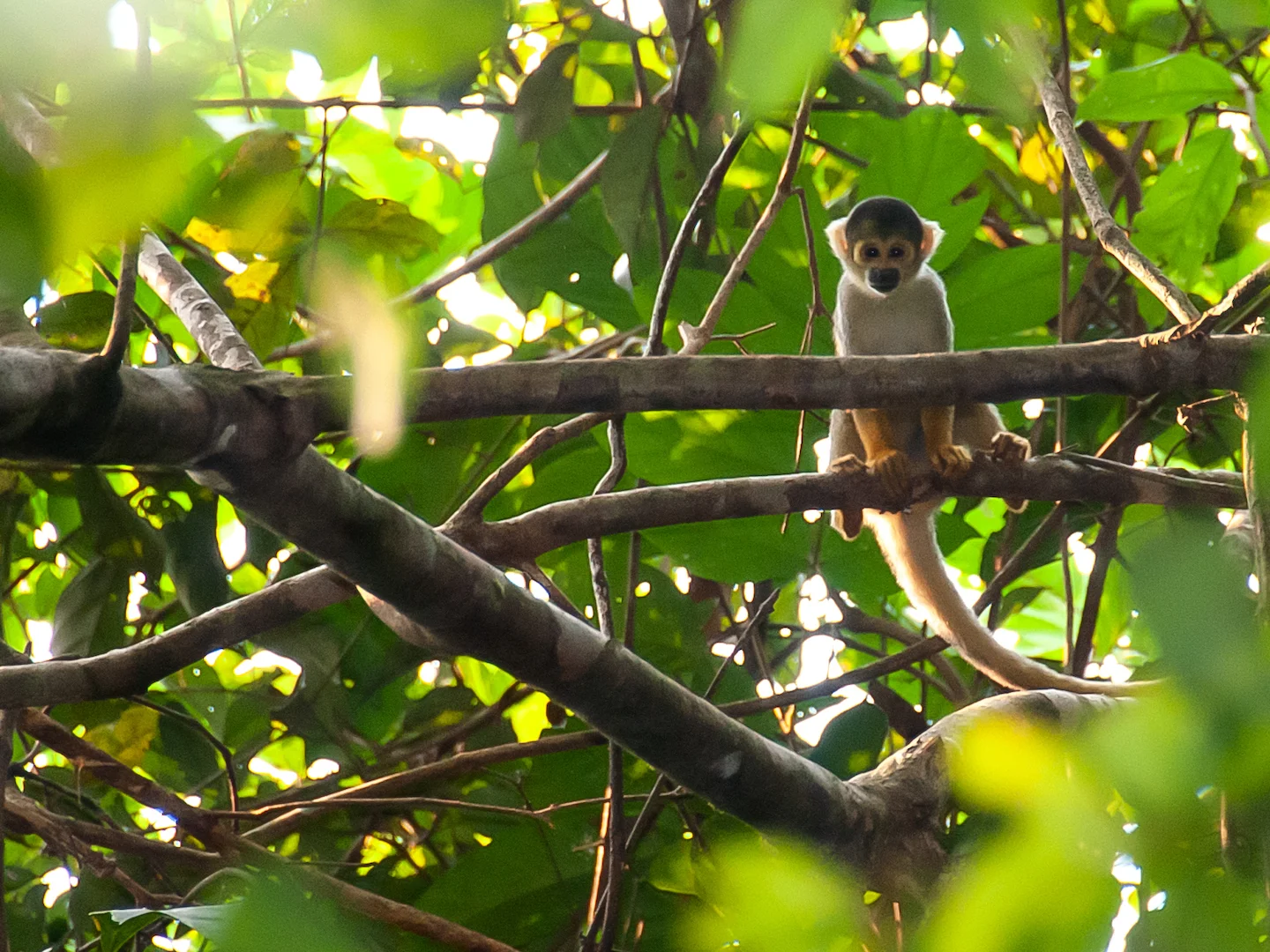 Photo of Boliviaanse eekhornaap (Saimiri boliviensis)