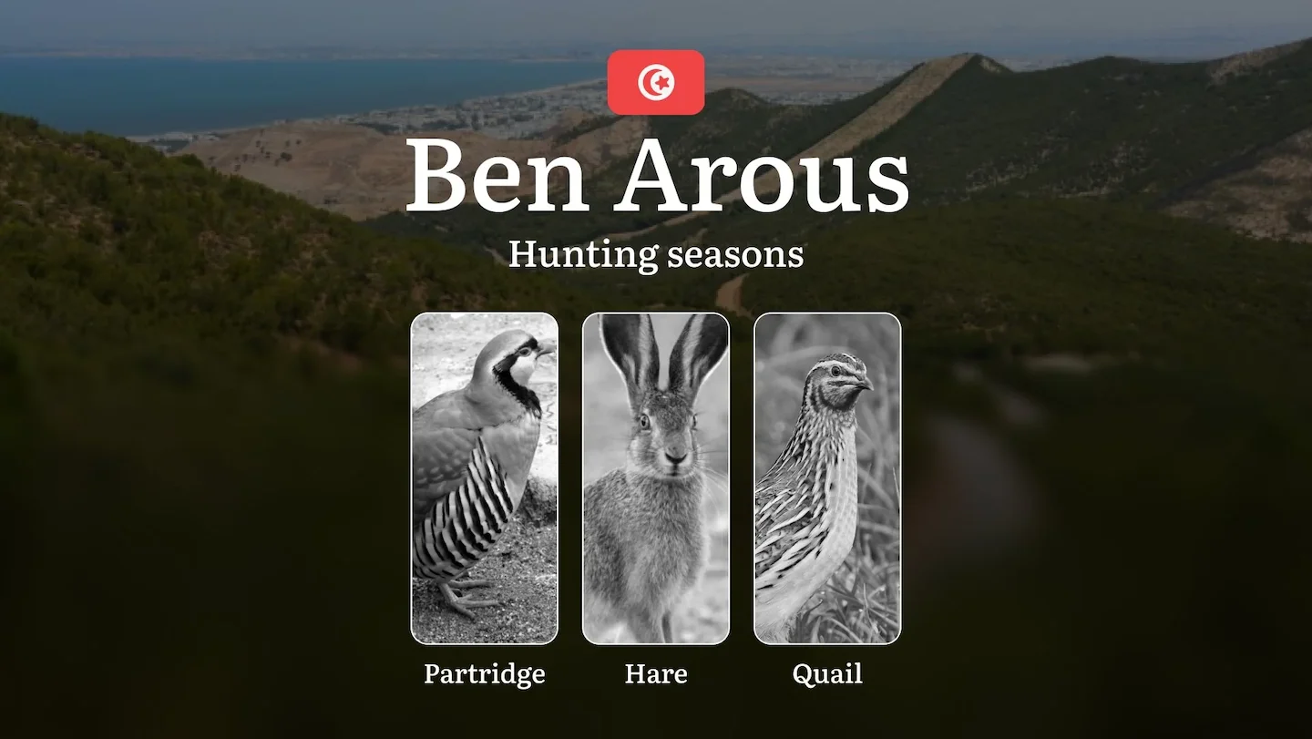 Hunting Seasons in BEN AROUS: Optimal Hunting Periods, General Rules, Game Activity, Protected Species, Obtaining a Hunt…