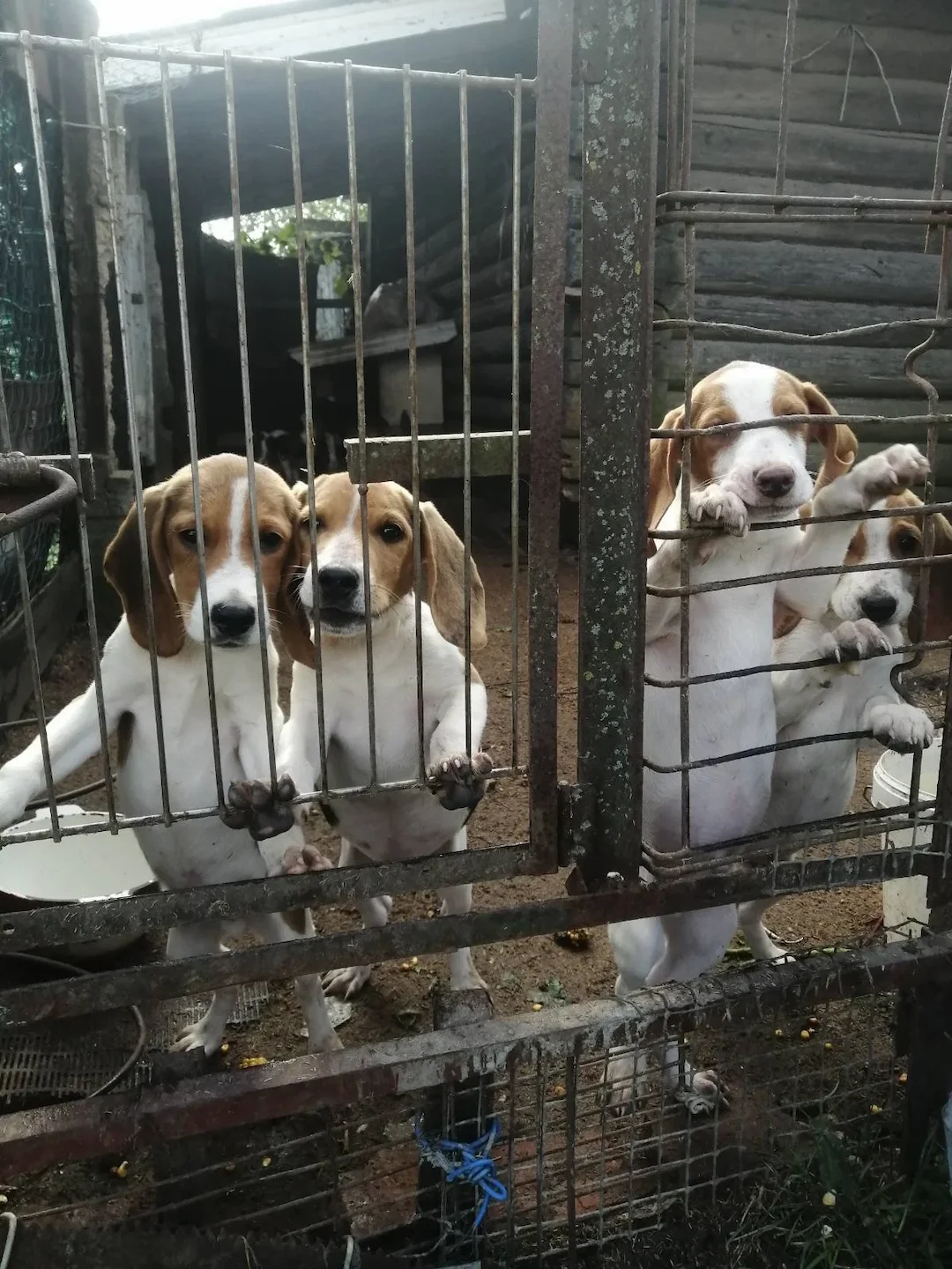 Estonian Hound Puppies: Characteristics, Care, and Hunting Training