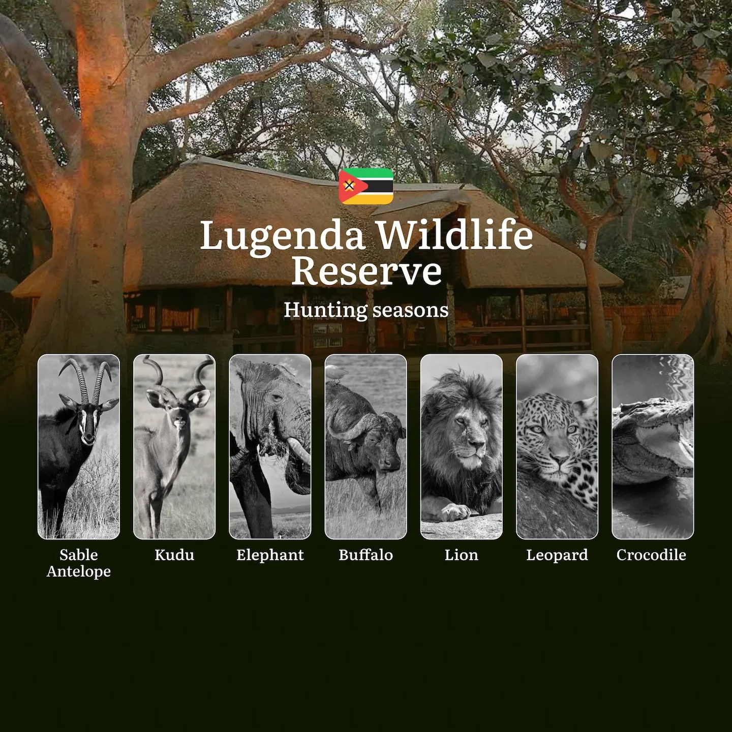 From Leopard in Kopjes to Buffalo in Floodplains: Hunting Calendar, Hunting Tactics, and Peak Opportunities Across Lugen…