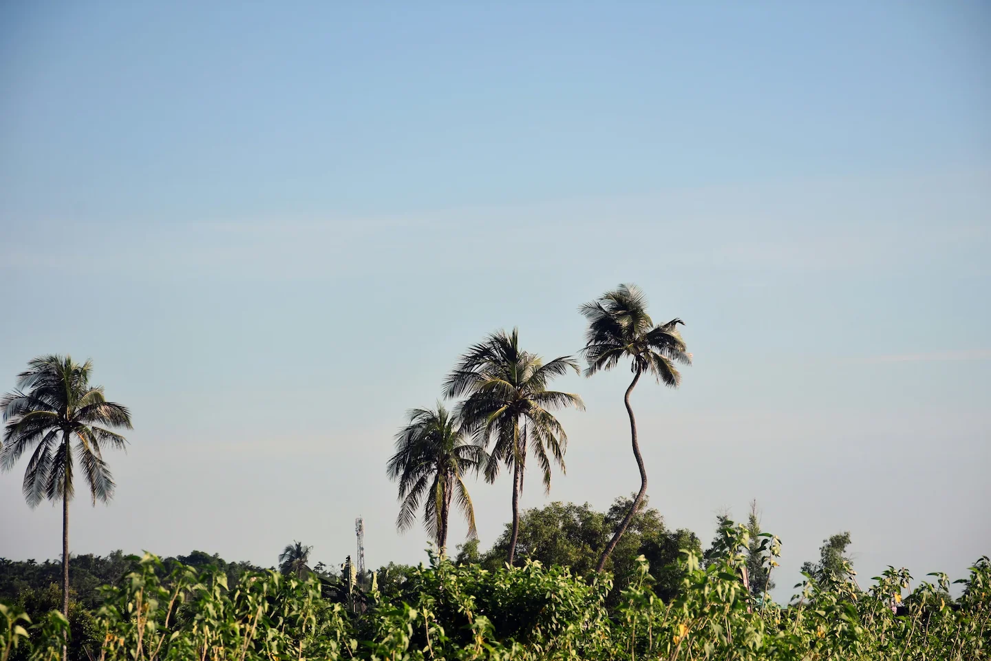 Hunting Adventures in Kédougou, Senegal: Wildlife, Species, Laws and Commnities, Hunting Legislation