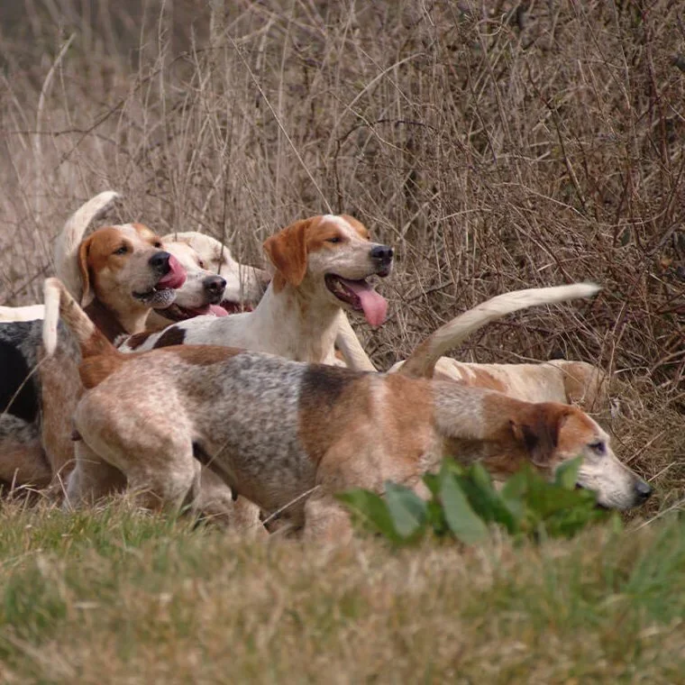 Hunting Dog Freezes After Meeting Tiny House Cat — Viral Video Stuns Outdoor Community