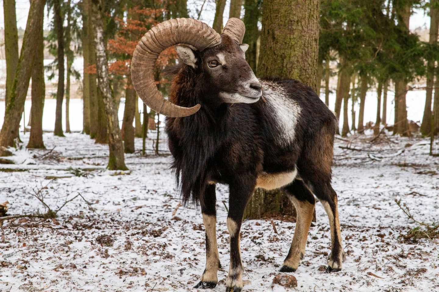 Mouflon Aveyron 2026: comptage Mostuéjouls, le loup menace-t-il la dynamique ?