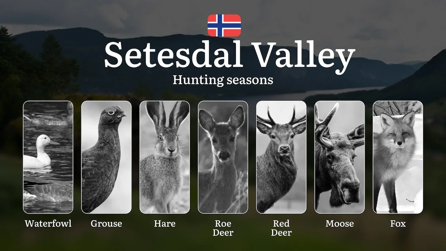Hunting Periods and Local Rules in Setesdal Valley: Species You Can Hunt Throughout the Year, Seasonal Activity of Game,…