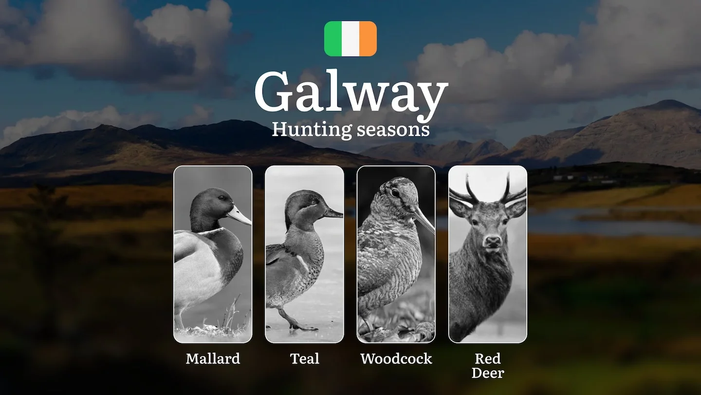 The Hunter's Calendar in GALWAY: Seasonal Patterns, Legal Frameworks, and When the Wild Offers Its Best