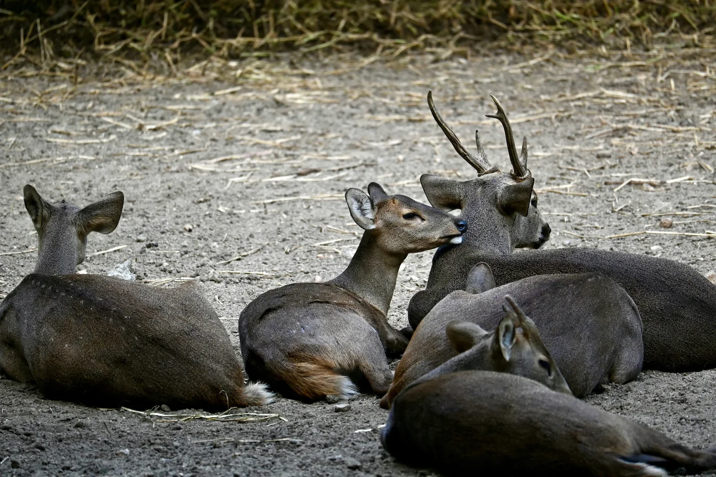 Court Imposes $120,000 Penalty for Illegal Hog Deer Hunting in Victoria