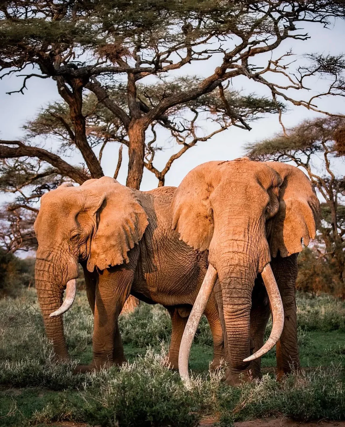 African hunting stories added 1 photo