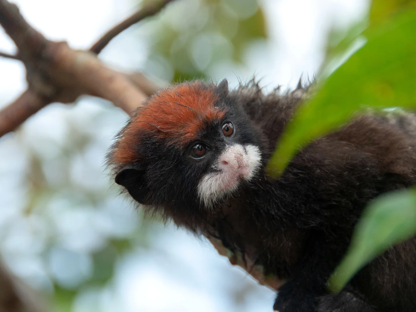 Photo of Rooikappie-tamaryn (Saguinus pileatus)