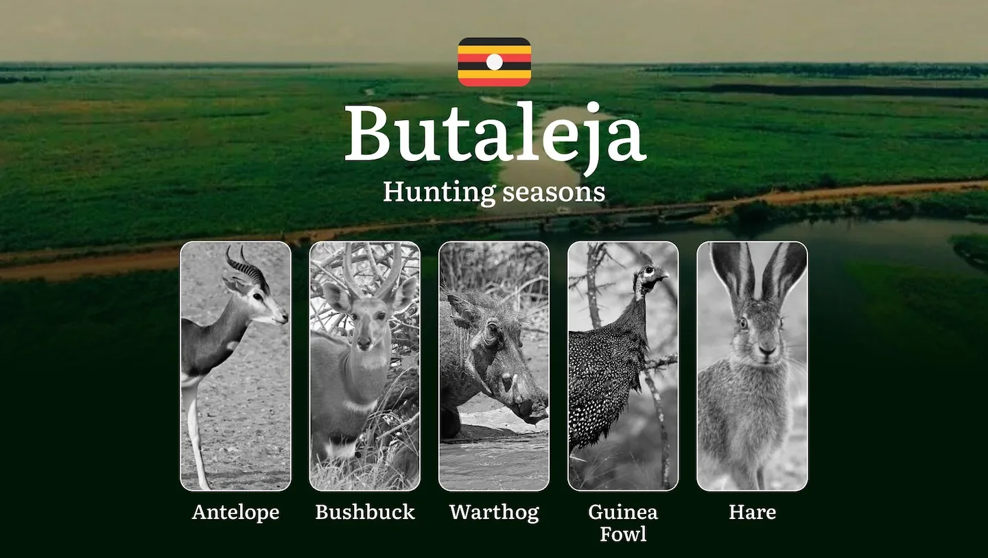 Butaleja: Designated Hunting Periods, Legal Limits and Seasonal Restrictions, Licensing Rules, Penalties for Violations,…