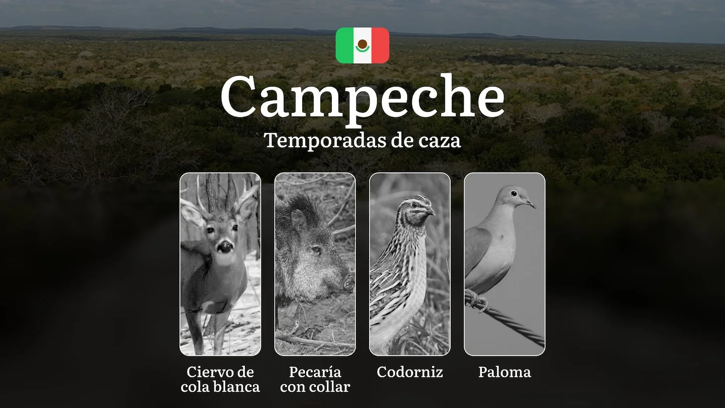 Temporadas y períodos de Caza en Campeche: Patrones Estacionales y Normativas, Cómo Obtener un Permiso