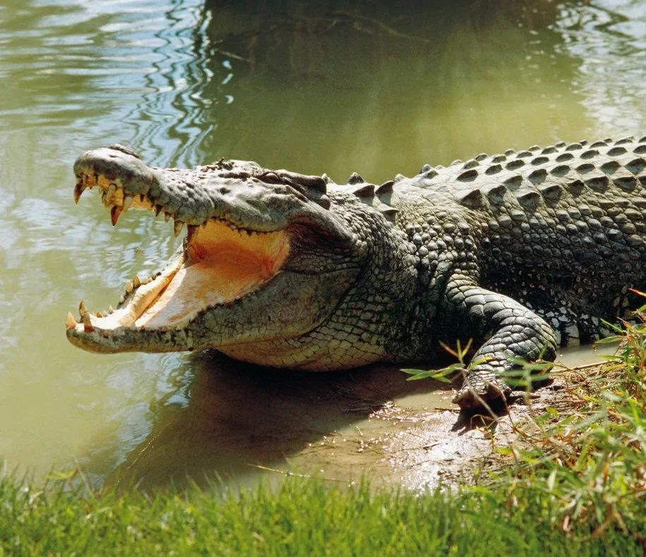 Deadly Saltwater Crocodiles in Australia Rising In Numbers