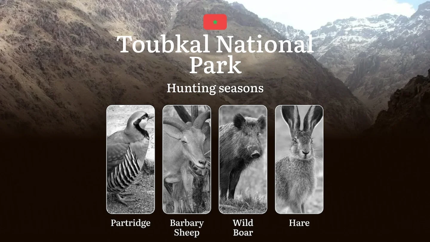 Hunting Dates in Toubkal National Park: Seasonality of Hunting, Timing and Regulations, Hunting Permits, Restrictions an…