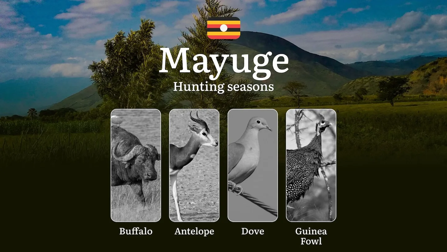 Hunting Season Dates in Mayuge: Regulatory Caps and Seasonal Closures, License Requirements, Penalties and Legal Outcome…