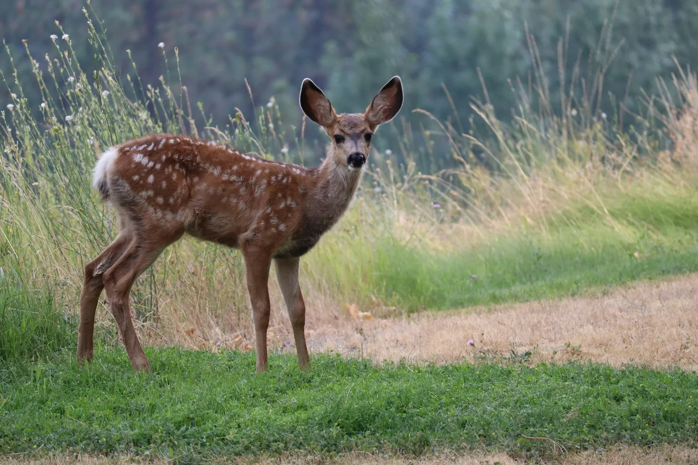 Authorities in Southland, New Zealand, have launched the Mid Dome Poaching Project to crack down on illegal hunting and…