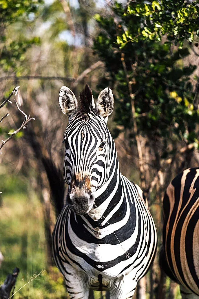 South African Safari Reality Check: Limpopo Hunting Delivers Raw Adventure, Trophy Success & Unfiltered Bushveld Truths