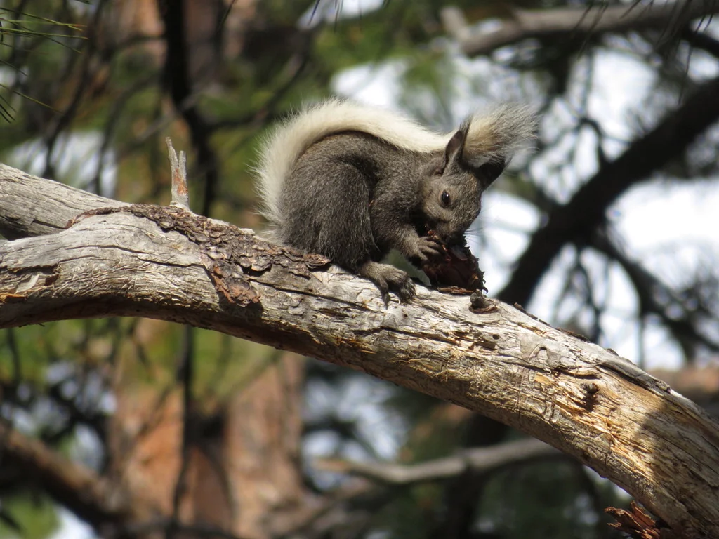 Photo of Abert-seekhoring (Sciurus aberti)