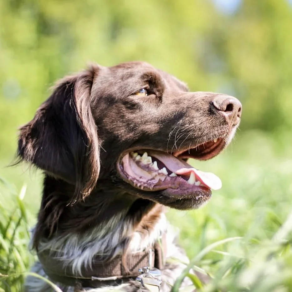 Crufts 2026: Clumber Spaniel Makes History as Working Gundogs Shine